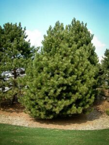 Сосна Чёрная (Pinus Nigra) купить по цене от 270.00р. в интернет-магазине «Посадика» с доставкой почтой в в Шилкае и по всей России – [изображение №1].