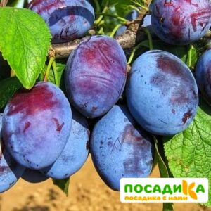 Слива Чачакская ранняя купить по цене от 229.00р. в интернет-магазине «Посадика» с доставкой почтой в в Шилкае и по всей России – [изображение №1].