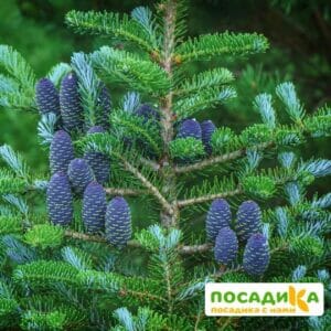 Пихта корейская (Abies koreana) купить по цене от 450.00р. в интернет-магазине «Посадика» с доставкой почтой в в Шилкае и по всей России – [изображение №1].