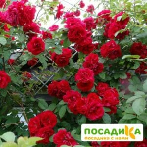 Роза плетистая Амадеус купить по цене от 399.00р. в интернет-магазине «Посадика» с доставкой почтой в в Шилкае и по всей России – [изображение №1].