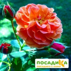 Роза Арабия купить по цене от 350.00р. в интернет-магазине «Посадика» с доставкой почтой в в Шилкае и по всей России – [изображение №1].