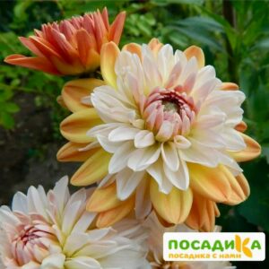 Георгина Коуп де Солейл (декоративная) купить по цене от 400р. в интернет-магазине «Посадика» с доставкой почтой в в Шилкае и по всей России – [изображение №1].