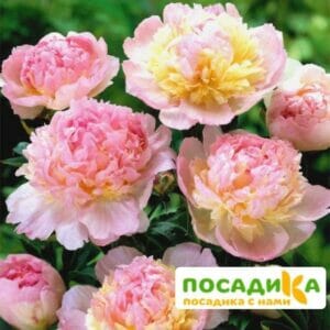 Пион Распберри Сандей (Paeonia Raspberry Sundae) купить по цене от 959р. в интернет-магазине «Посадика» с доставкой почтой в в Шилкае и по всей России – [изображение №1].