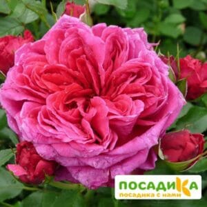 Шраб Роза Соул купить по цене от 390.00р. в интернет-магазине «Посадика» с доставкой почтой в в Шилкае и по всей России – [изображение №1].