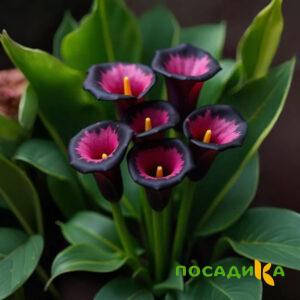 Калла Аура Лейс купить по цене от 400р. в интернет-магазине «Посадика» с доставкой почтой в в Шилкае и по всей России – [изображение №1].