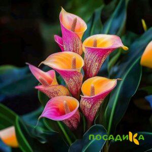 Калла Оникс купить по цене от 450р. в интернет-магазине «Посадика» с доставкой почтой в в Шилкае и по всей России – [изображение №1].