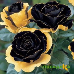 Роза Ханни Сикл купить по цене от 700р. в интернет-магазине «Посадика» с доставкой почтой в в Шилкае и по всей России – [изображение №1].
