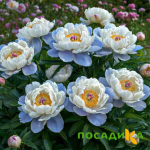 Пион акварельный Этюд купить по цене от 806р. в интернет-магазине «Посадика» с доставкой почтой в в Шилкае и по всей России – [изображение №1].