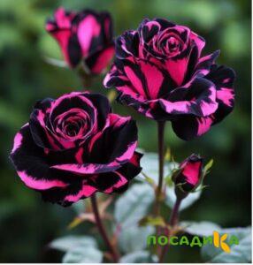 Роза Багровый Шепот купить по цене от 366р. в интернет-магазине «Посадика» с доставкой почтой в в Шилкае и по всей России – [изображение №1].