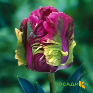 Тюльпан Экзотик Хэвен купить по цене от 186р. в интернет-магазине «Посадика» с доставкой почтой в в Шилкае и по всей России – [изображение №1].